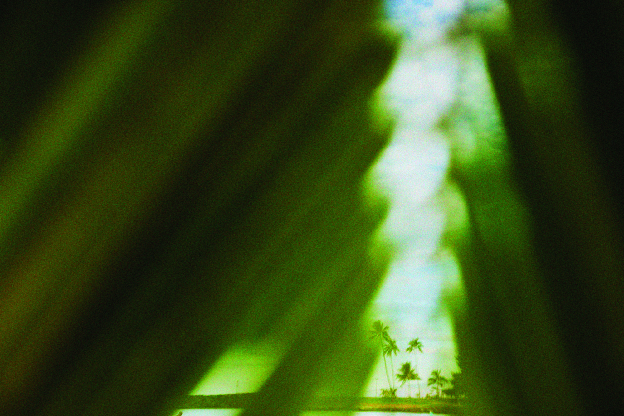 Big leaves, sun and palm trees