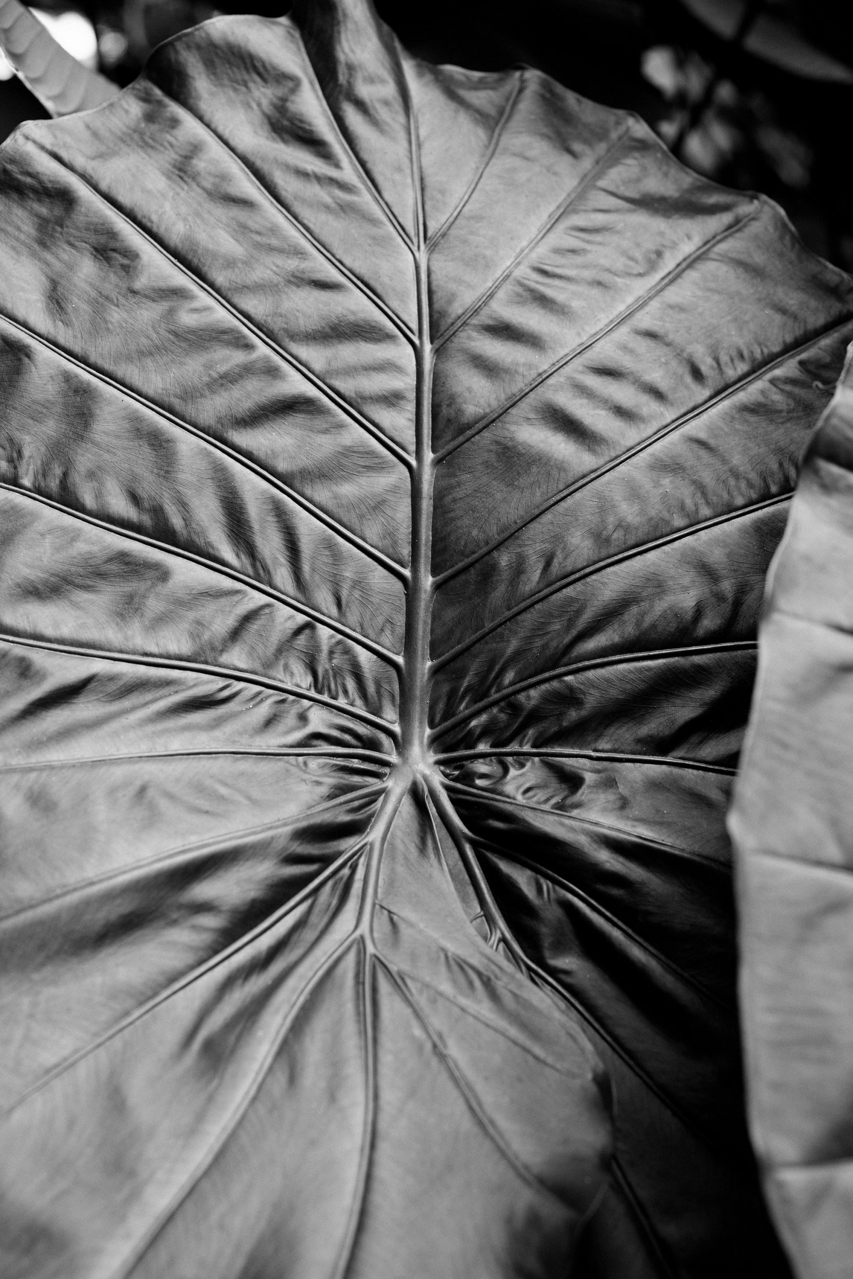 Big leaf detail