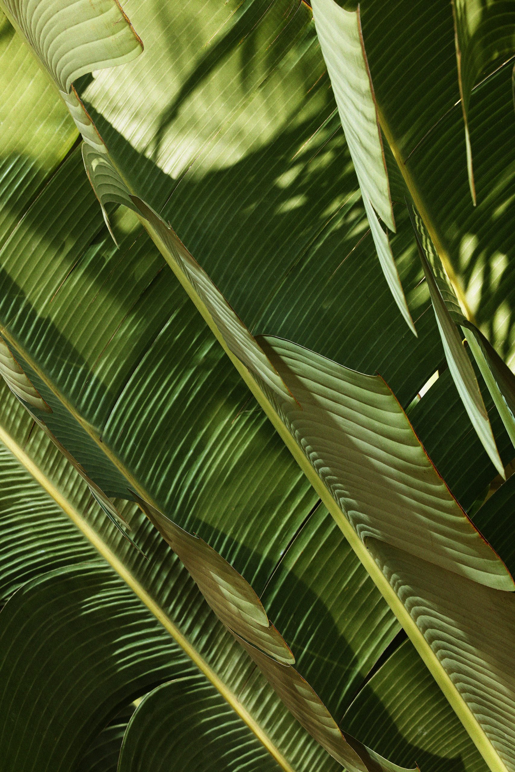 Big leaves with sunlight