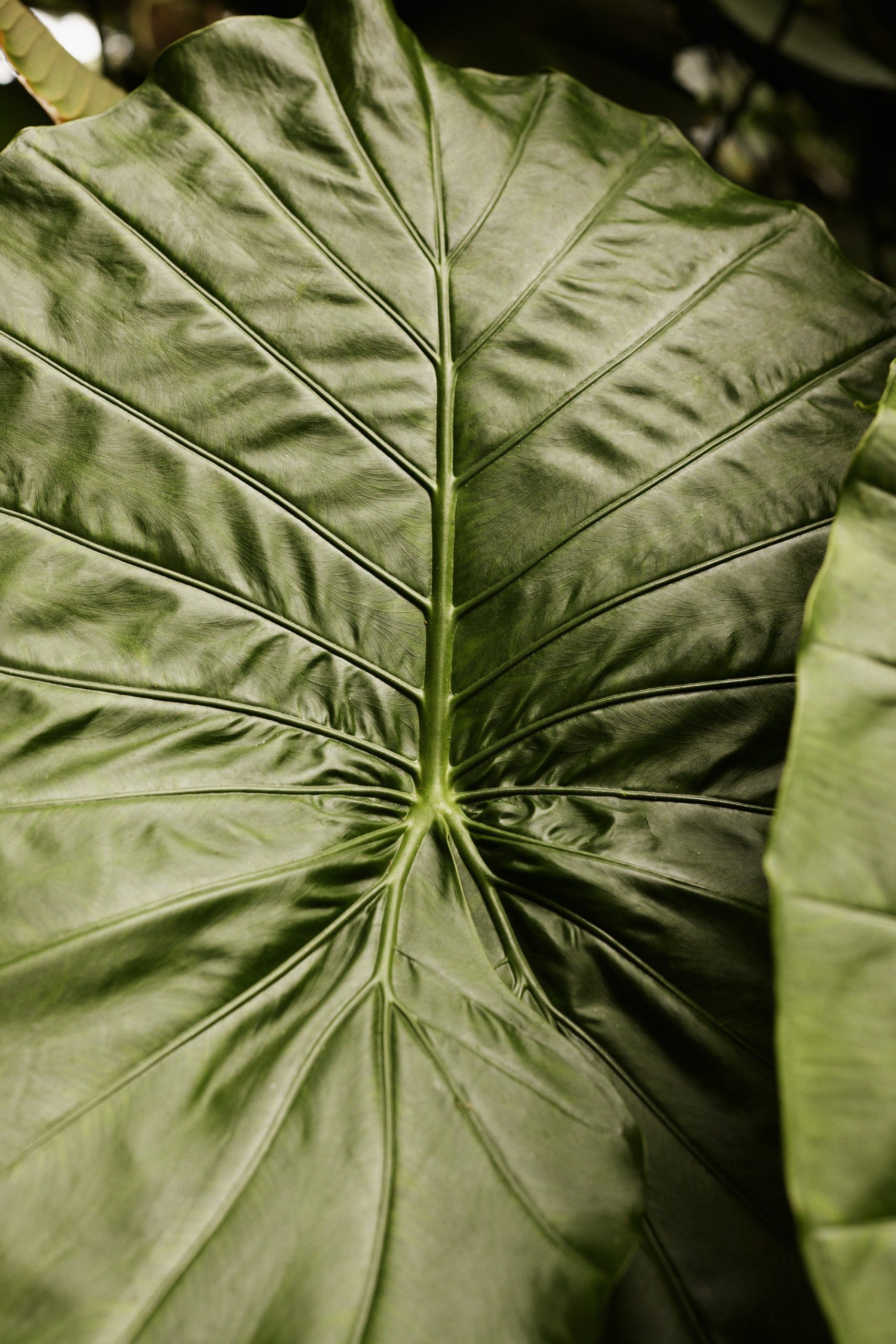 Big leaf close up